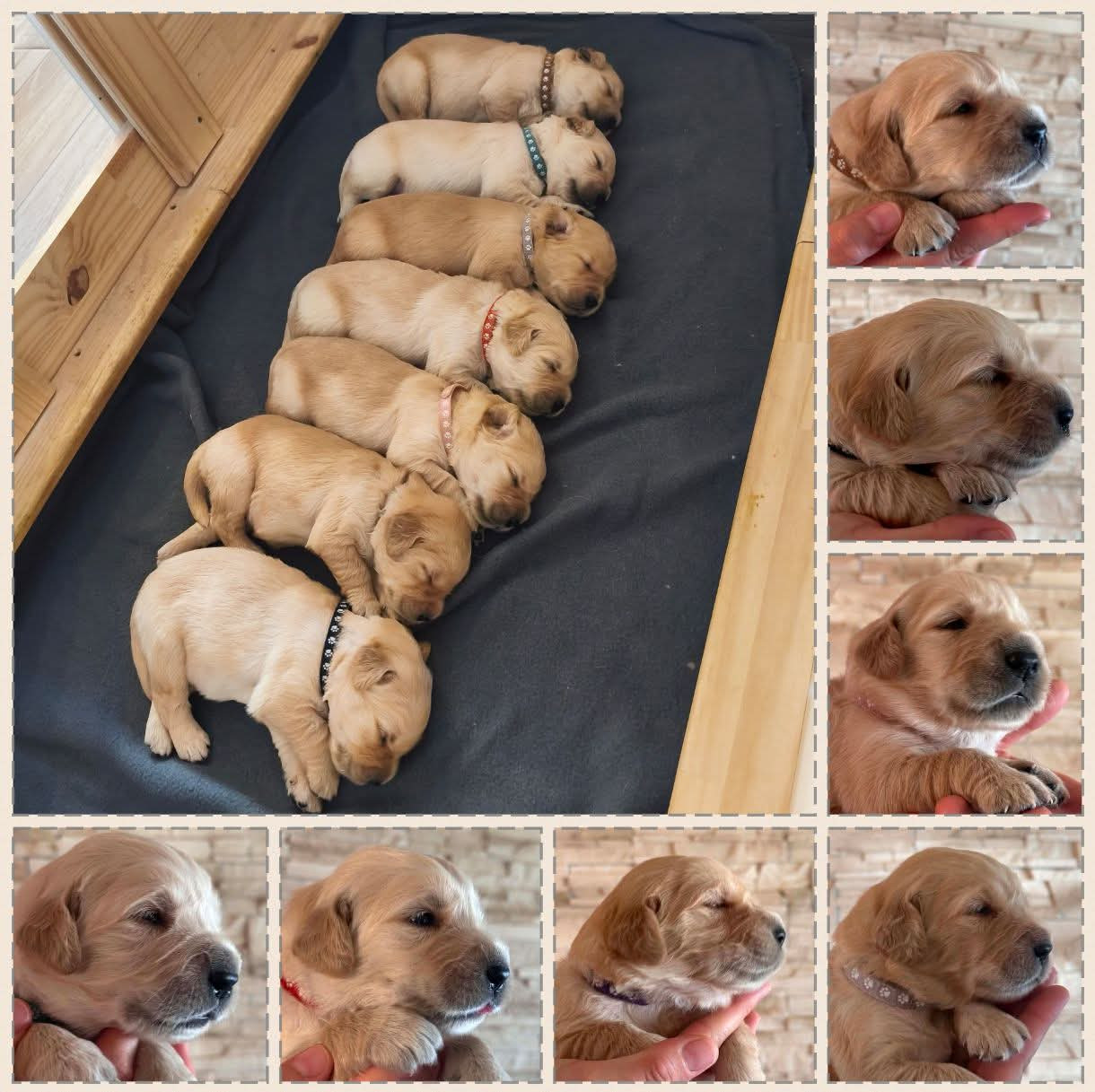 Chiot Golden Retriever Du Jardin Secret D'amina