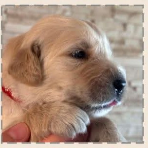 Du Jardin Secret D'amina - Chiots disponibles - Golden Retriever